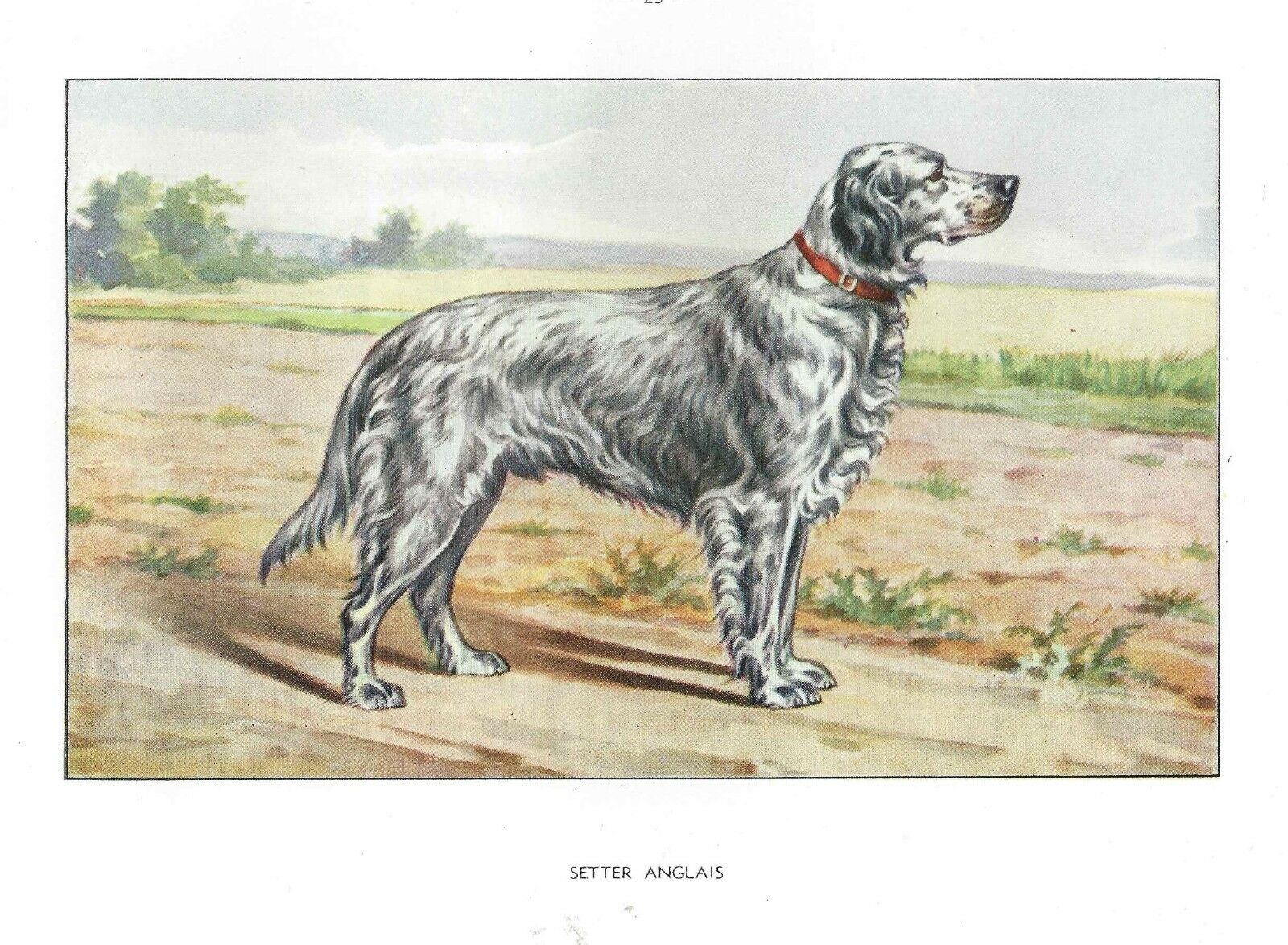 Rare 1930 Art Francois Castellan France Dog Watercolor Print English Setter